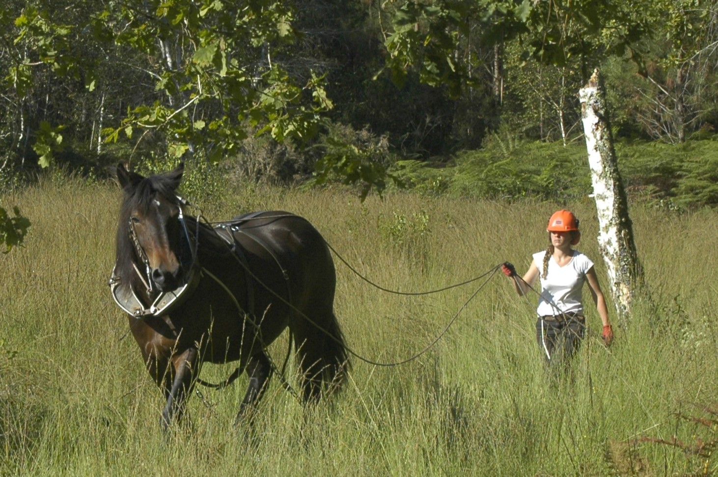 Entretien espaces naturels au cheval Les Traits de Gaia